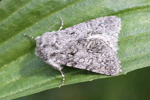 Acronicta euphorbiae: Bild 2