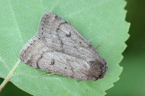 Athetis pallustris: Bild 12