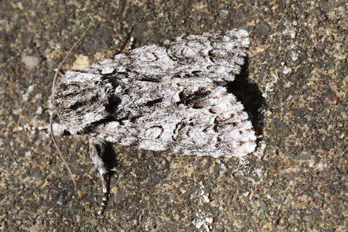 Acronicta auricoma: Bild 1