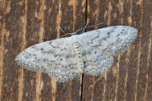 Idaea seriata: Bild 3