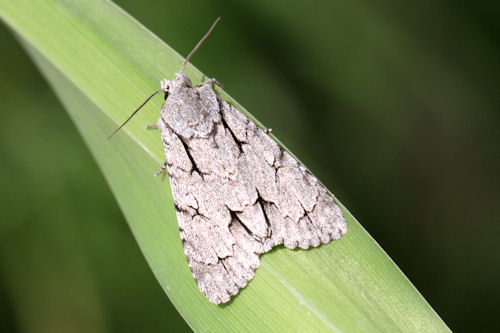 Acronicta psi: Bild 1