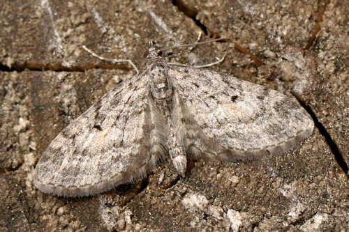 Eupithecia lariciata: Bild 1