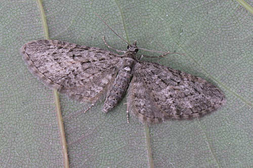 Eupithecia lariciata: Bild 2