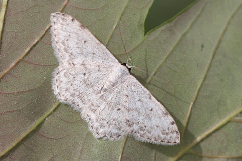 Scopula marginepunctata: Bild 30