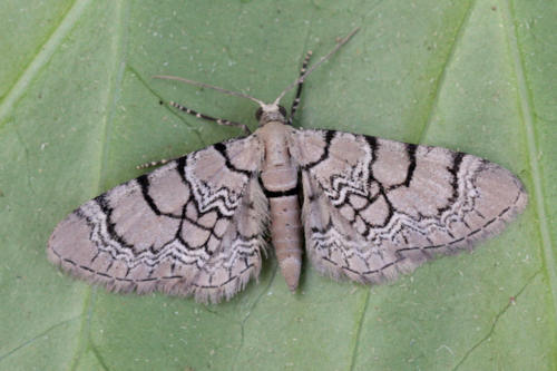 Eupithecia venosata: Bild 6