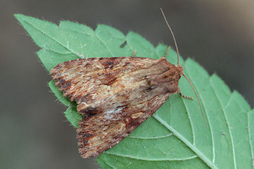 Apamea sublustris: Bild 1