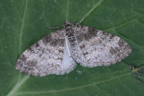 Lobophora halterata: Bild 13