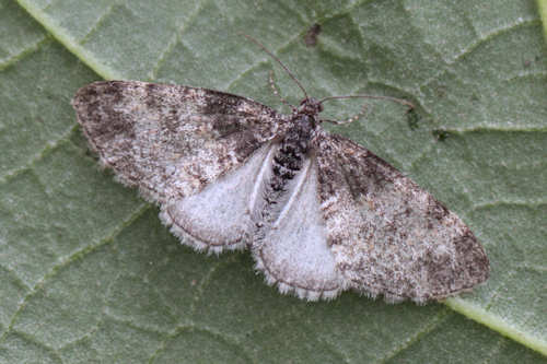 Lobophora halterata: Bild 14