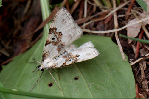 Xanthorhoe montanata: Bild 4