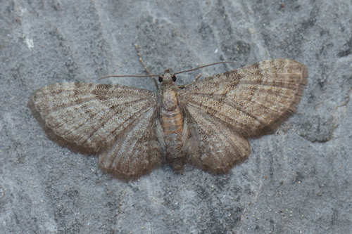 Eupithecia haworthiata: Bild 1