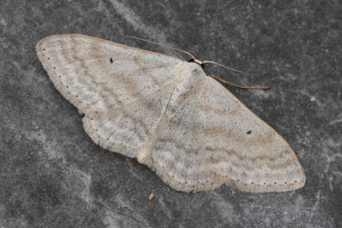 Scopula incanata: Bild 3