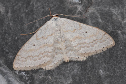 Scopula incanata: Bild 4