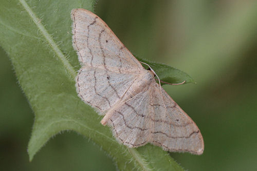 Idaea aversata: Bild 1