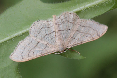 Idaea aversata: Bild 2