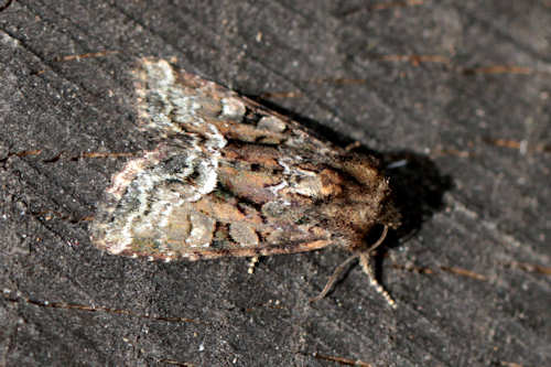 Oligia strigilis: Bild 3