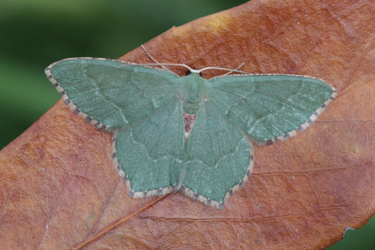 Hemithea aestivaria: Bild 1