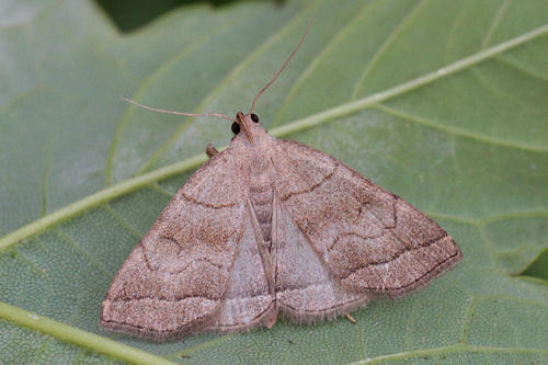 Herminia tarsicrinalis: Bild 1