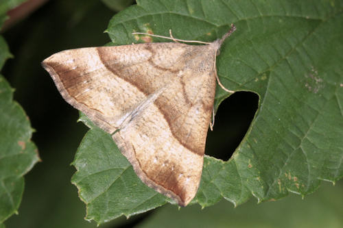 Hypena proboscidalis: Bild 3