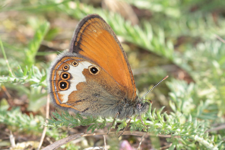 Coenonympha arcania: Bild 13