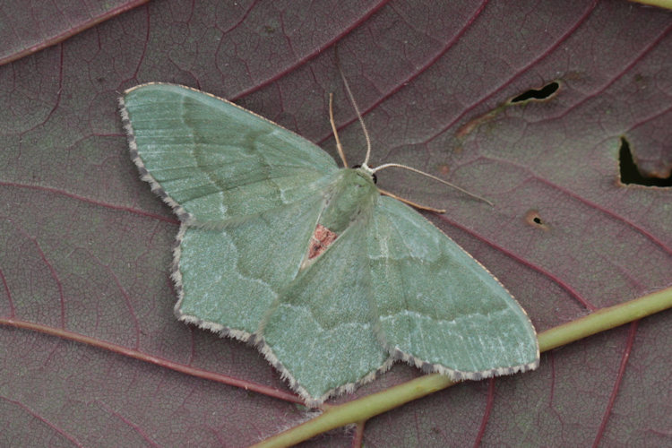 Hemithea aestivaria: Bild 2