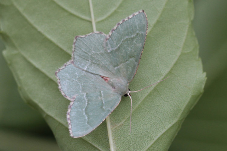 Hemithea aestivaria: Bild 4