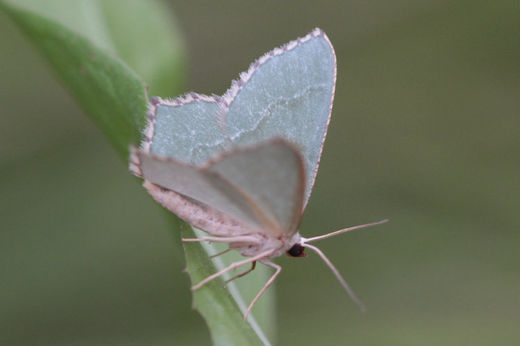 Hemithea aestivaria: Bild 14