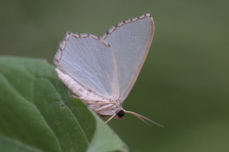 Hemithea aestivaria: Bild 15