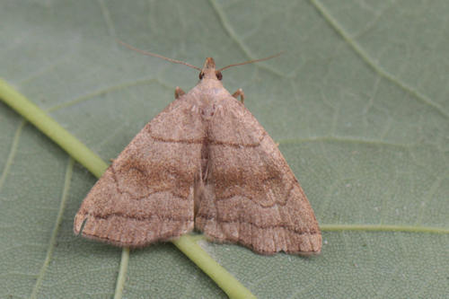 Herminia tarsicrinalis: Bild 2