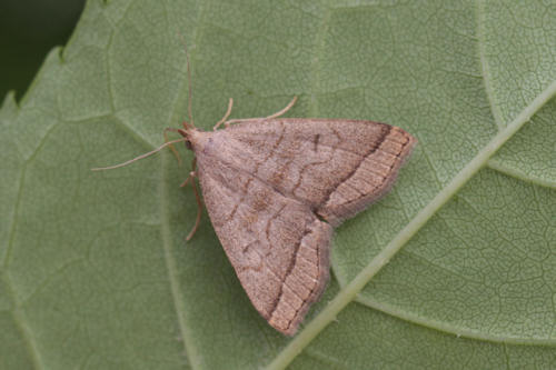 Herminia tarsicrinalis: Bild 3