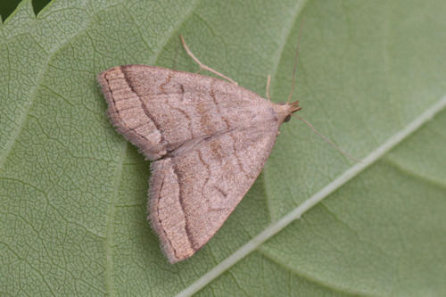 Herminia tarsicrinalis: Bild 5