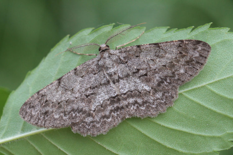 Hypomecis roboraria: Bild 3