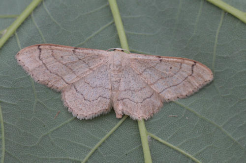 Idaea aversata: Bild 3