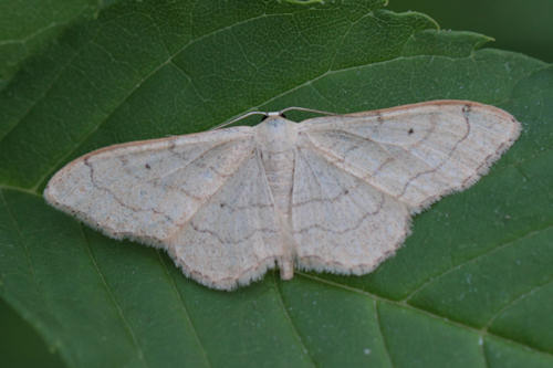 Idaea aversata: Bild 4