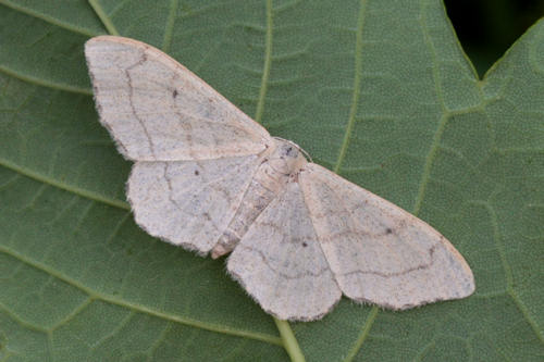 Idaea aversata: Bild 5