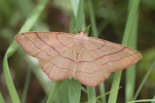 Rhodostrophia vibicaria: Bild 3