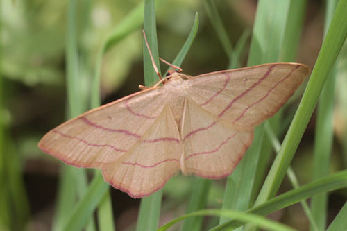 Rhodostrophia vibicaria: Bild 4