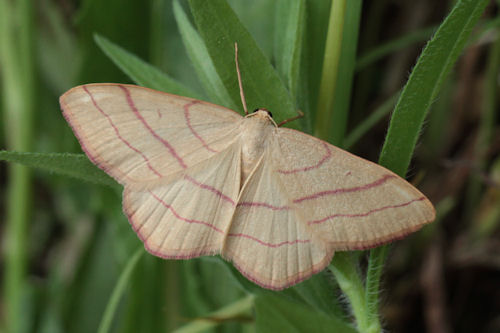 Rhodostrophia vibicaria: Bild 5