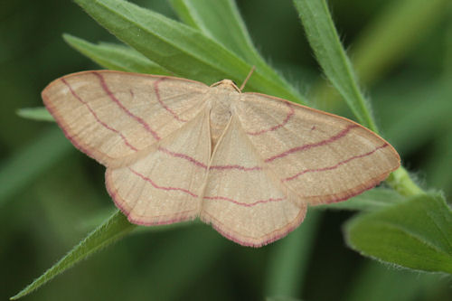 Rhodostrophia vibicaria: Bild 6