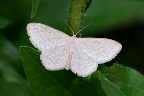 Scopula virgulata: Bild 3