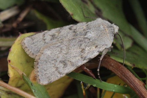 Agrotis simplonia: Bild 4