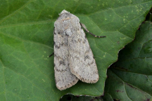 Agrotis simplonia: Bild 5