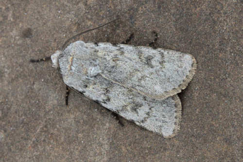 Agrotis simplonia: Bild 6