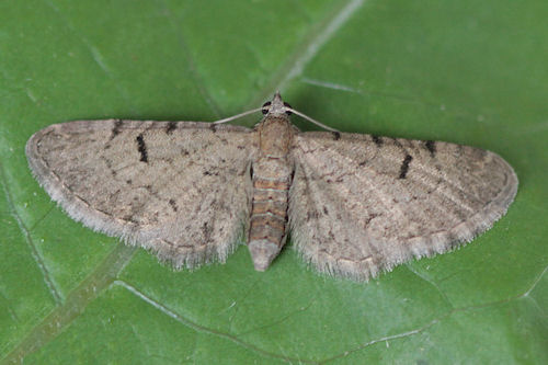 Eupithecia extraversaria: Bild 2