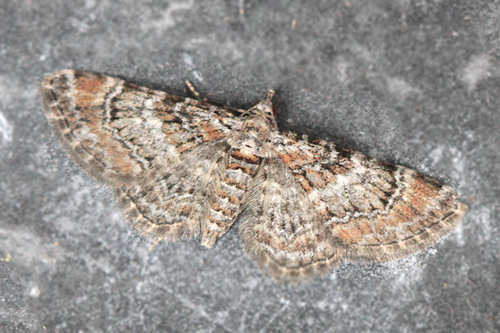 Gymnoscelis rufifasciata: Bild 7