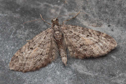 Eupithecia lariciata: Bild 3