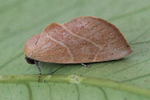 Arcyophora dentula: Bild 8