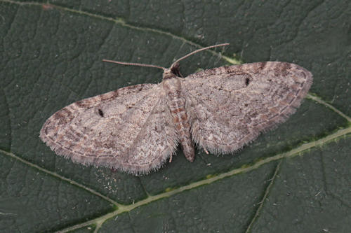 Eupithecia tenuiata: Bild 1