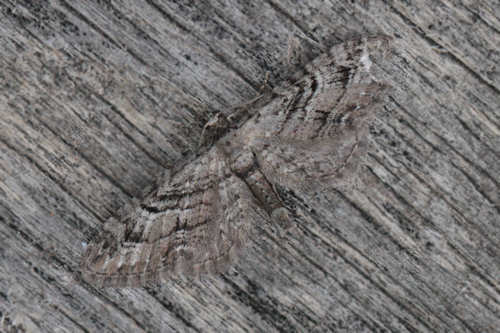 Eupithecia pusillata: Bild 5