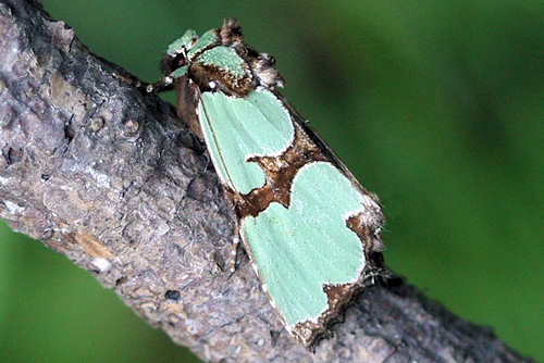 Staurophora celsia: Bild 2