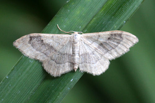 Idaea aversata: Bild 25